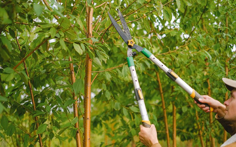 Tree trimming in Carson, IA