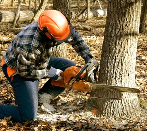 Tree Removal in Carson, IA
